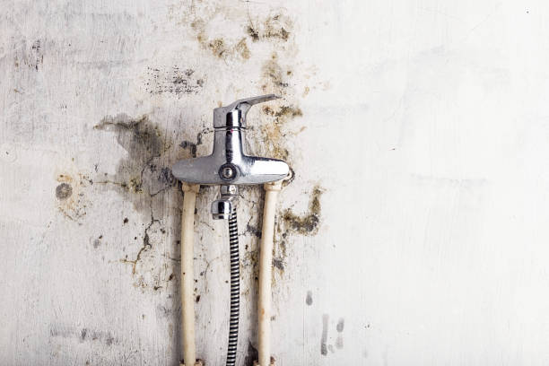 Best Mold Testing  in Fulton, MS