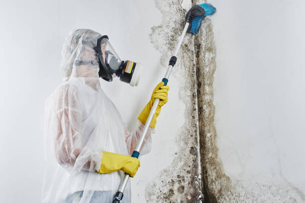 Best Black Mold Removal  in Fulton, MS