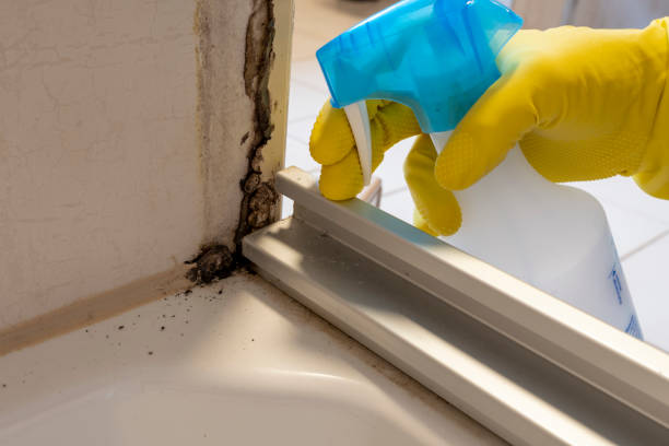 Best Home Mold Removal  in Fulton, MS