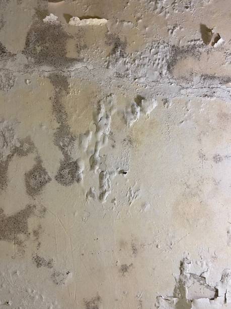 Best Mold Remediation Experts  in Fulton, MS
