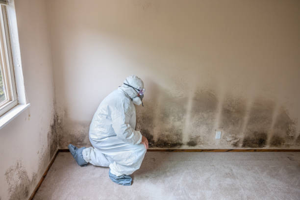 Best Office Mold Removal Services  in Fulton, MS