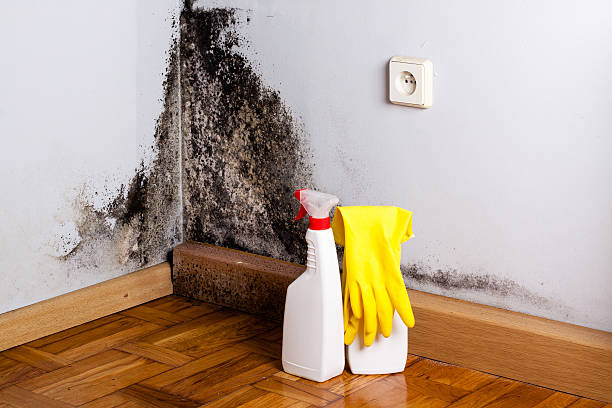 Best Certified Mold Removal  in Fulton, MS