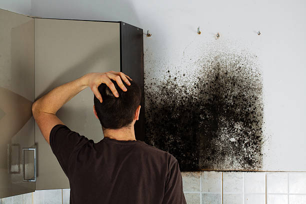 Best Attic Mold Removal  in Fulton, MS