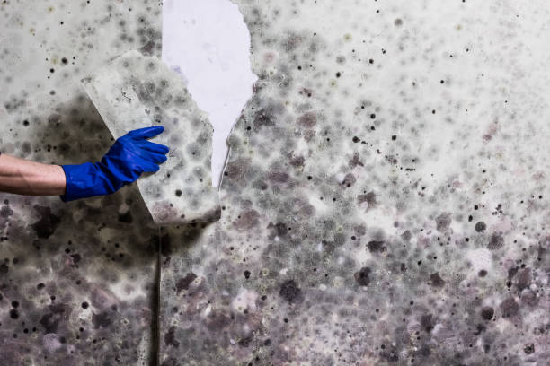 Best Mold Damage Repair  in Fulton, MS